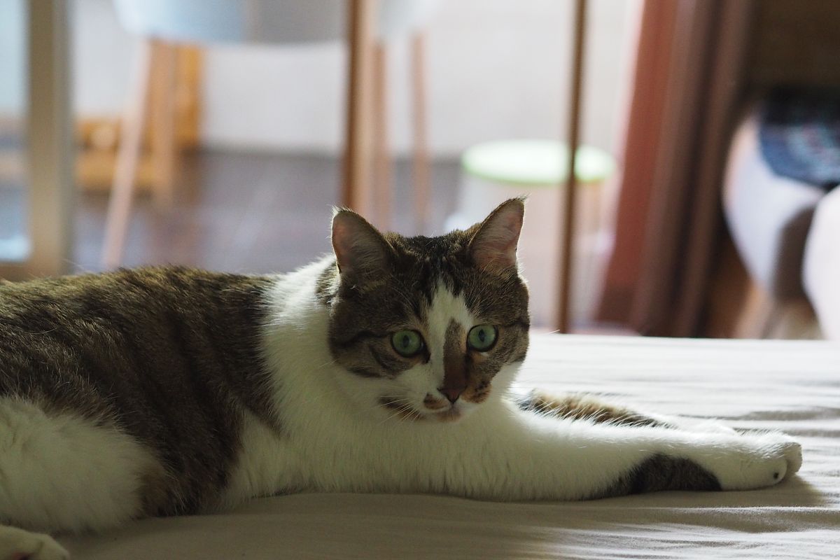 中国品种猫有哪些