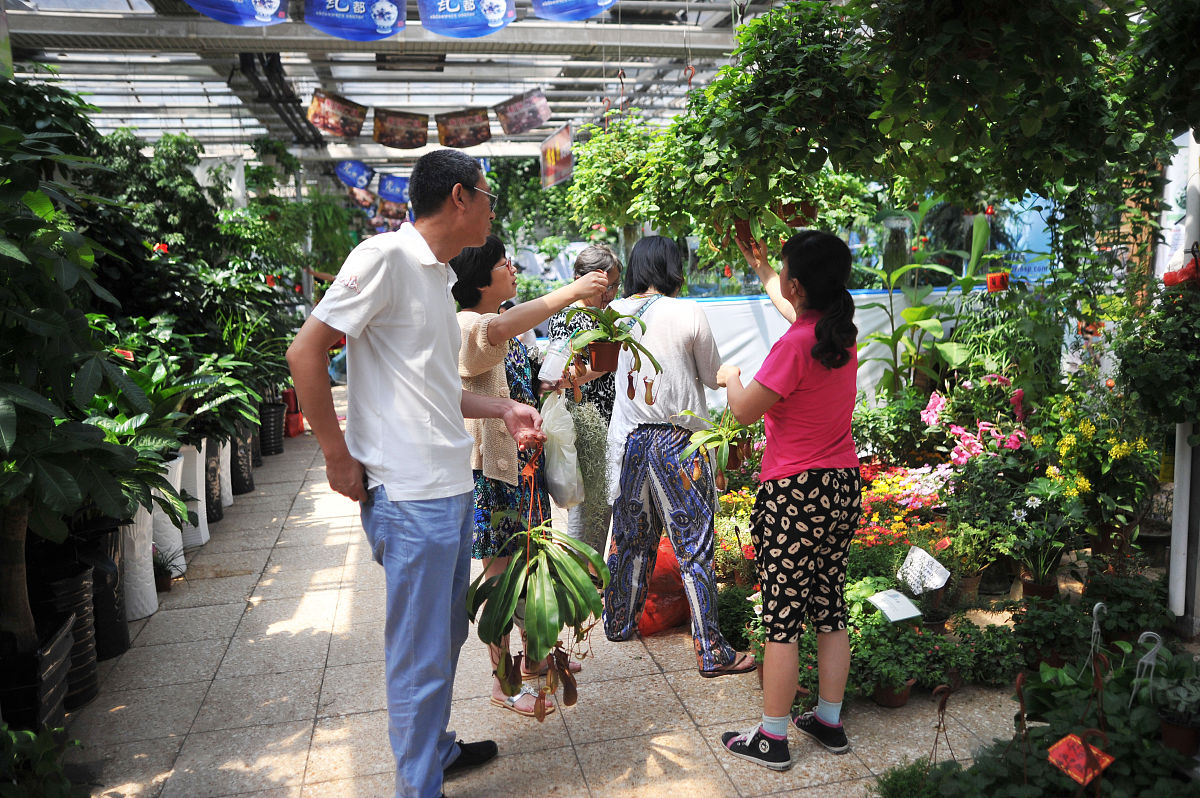 2012年8月4日,北京,朝阳区一家花鸟鱼虫市场.顾客正在挑选花卉.+++_++