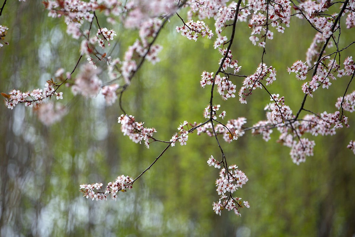 帮我用文言文写一篇关于春天的作文