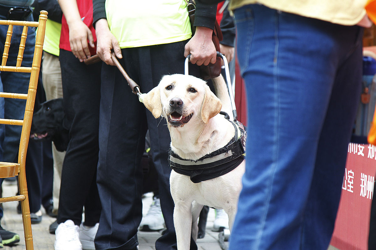 导盲犬禁止入内盲人看不到怎么办