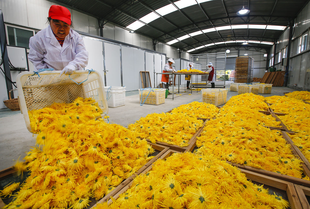 黑龙江农垦机械化学校中草药种植技术专业怎么样？