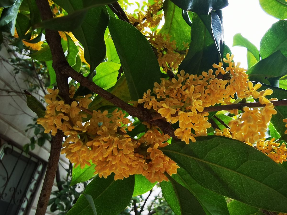 桂花树命名给10个方案