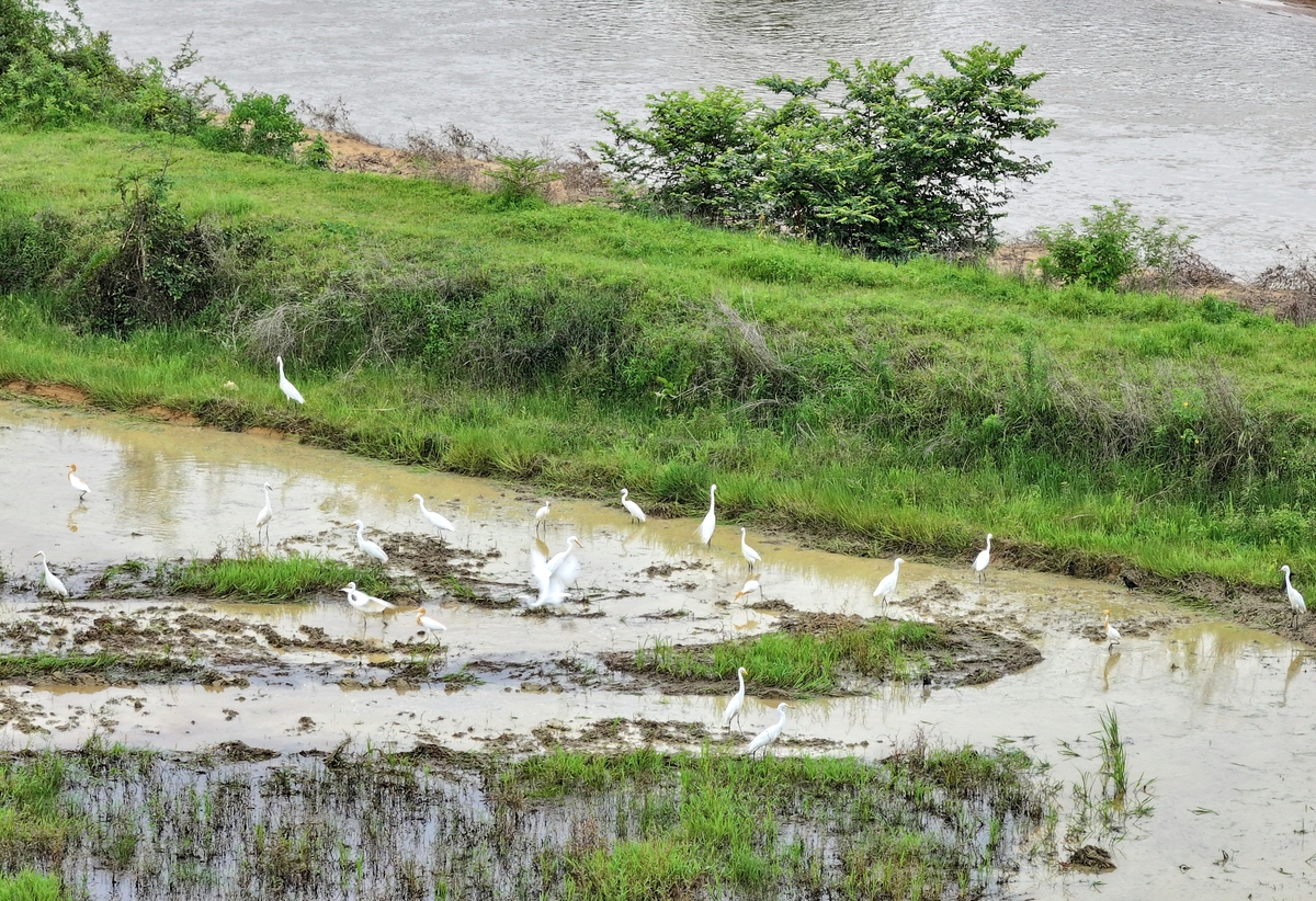 鄱阳湖水位下降危机：生态、农业、渔业、旅游全面受损