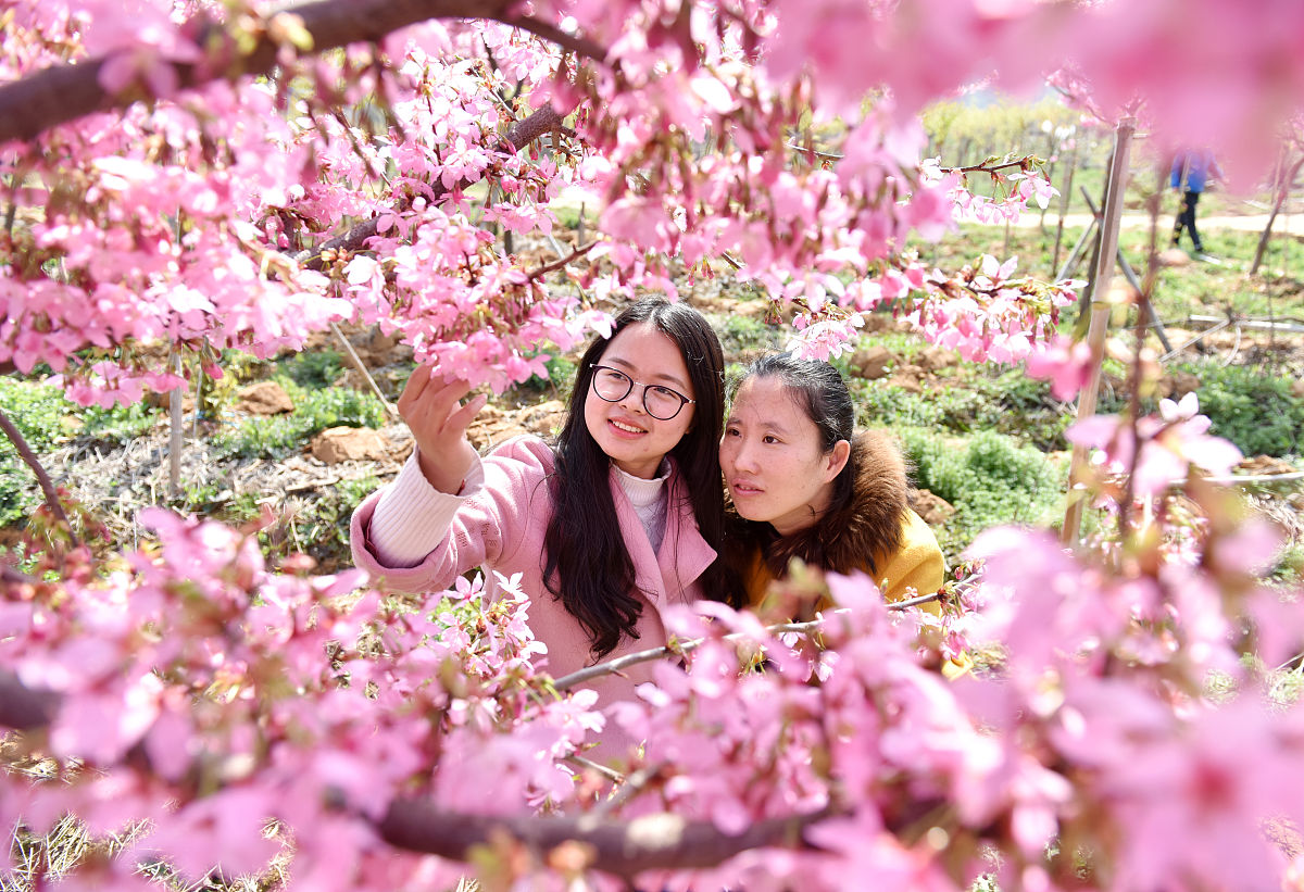 瑞安樱花谷帮我用210字详细描述