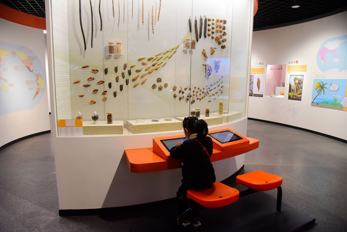 2022年1月2日,"种子传奇"正在浙江自然博物院杭州馆开展.让观众观赏丰