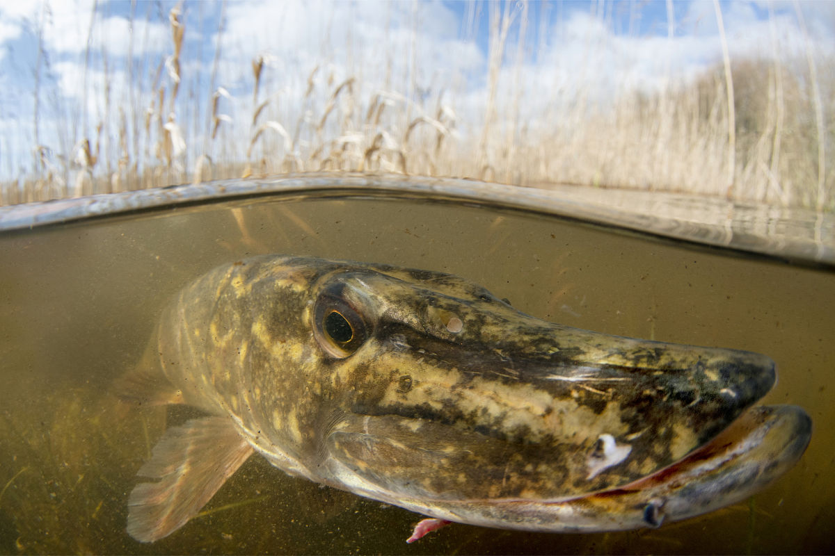 帮我把下面的话翻译成日语：现在画面上显示的内容和截图里的还是不一样