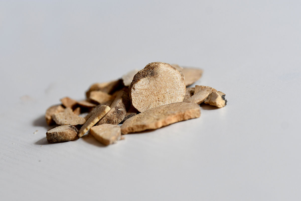 猪苓功效及古代医家评价 | 中医药材 | 利水消肿 健脾和胃