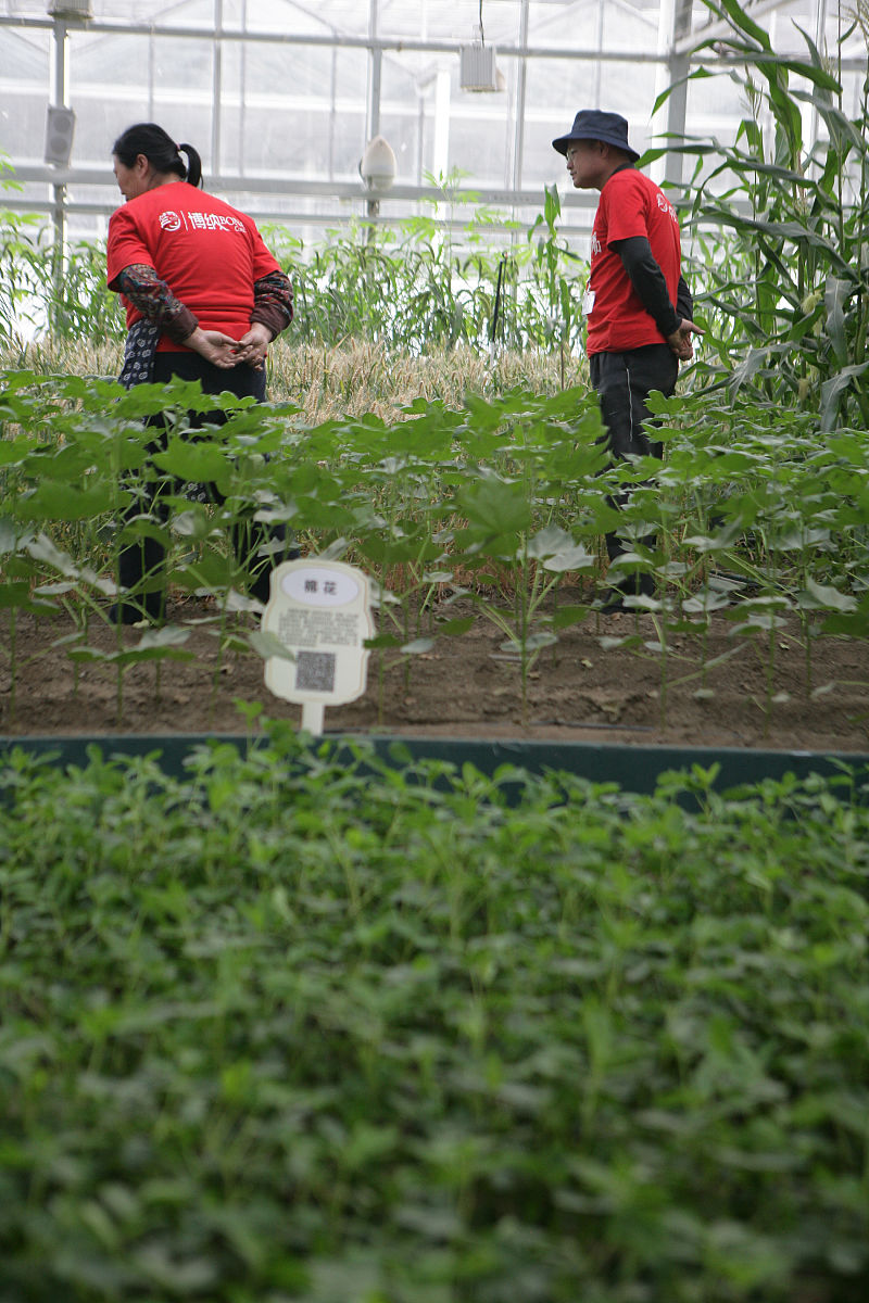 植物病虫害图片分类识别系统的绪论 800字
