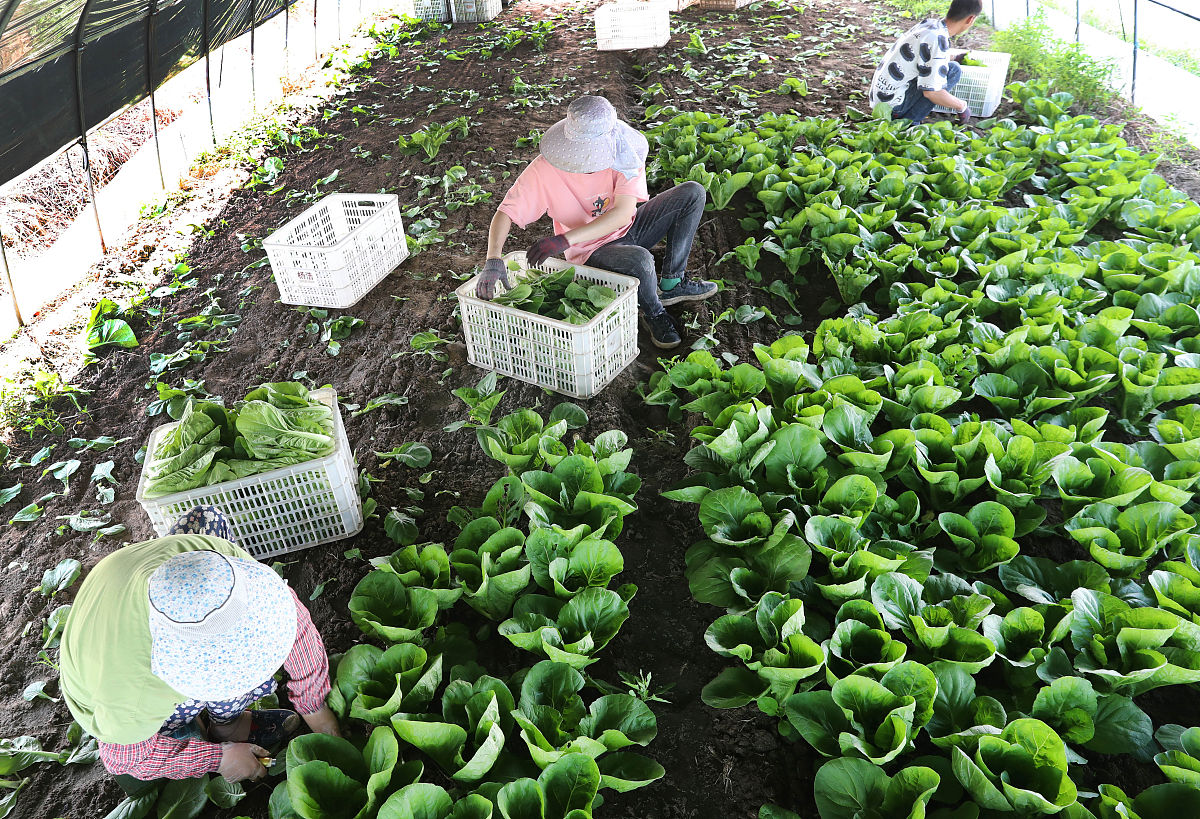 菜地面积大小及种植管理指南 - 50平方米种植什么？