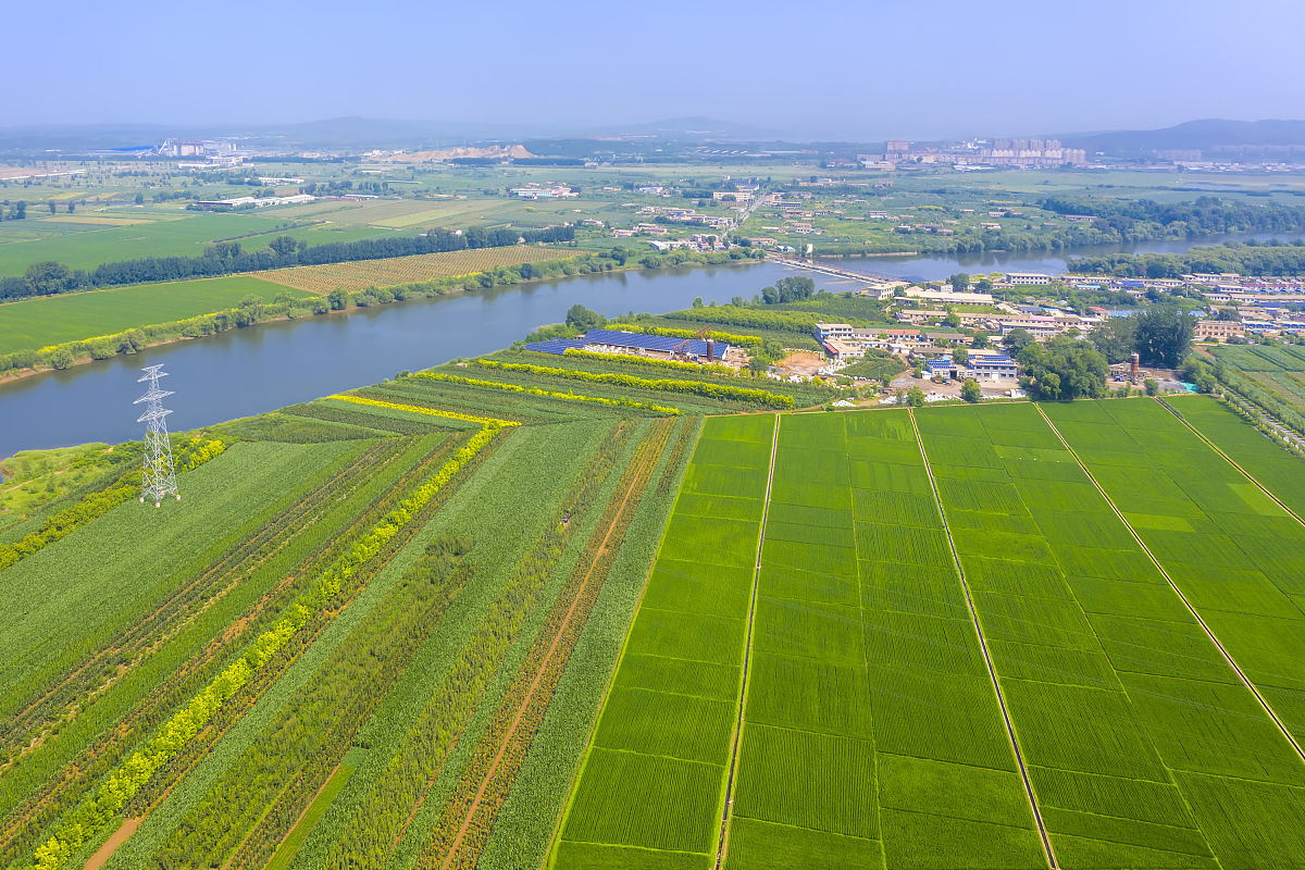 2021年7月10日,辽宁省大连市瓦房店市三台子满族自治乡海岛村的稻田,