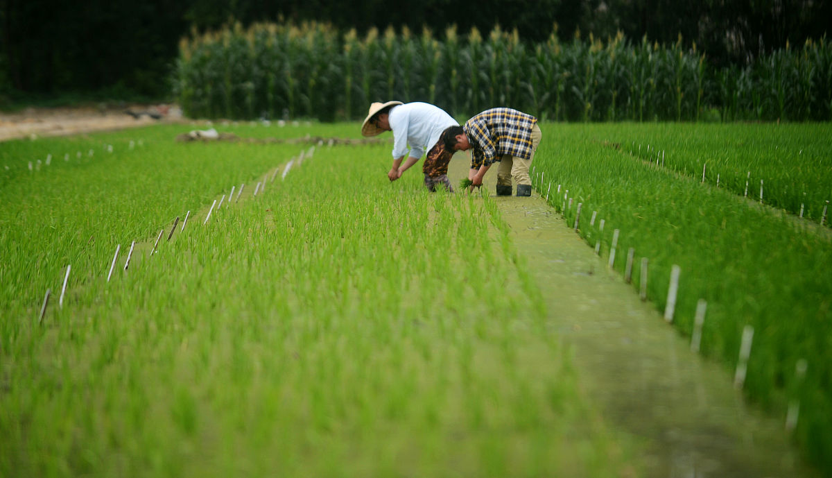 下水稻田劳动心得体会：辛苦与收获的体会
