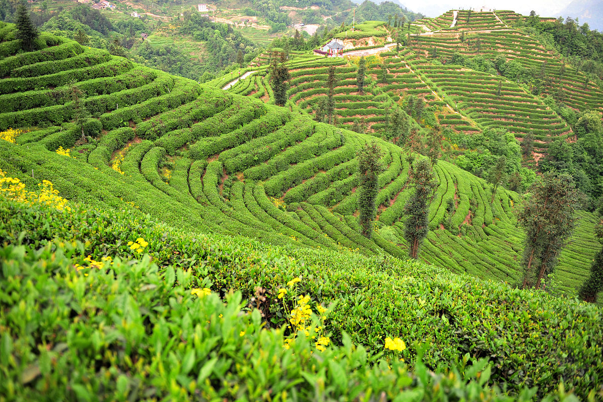 凉山州农业学校热门专业有哪些