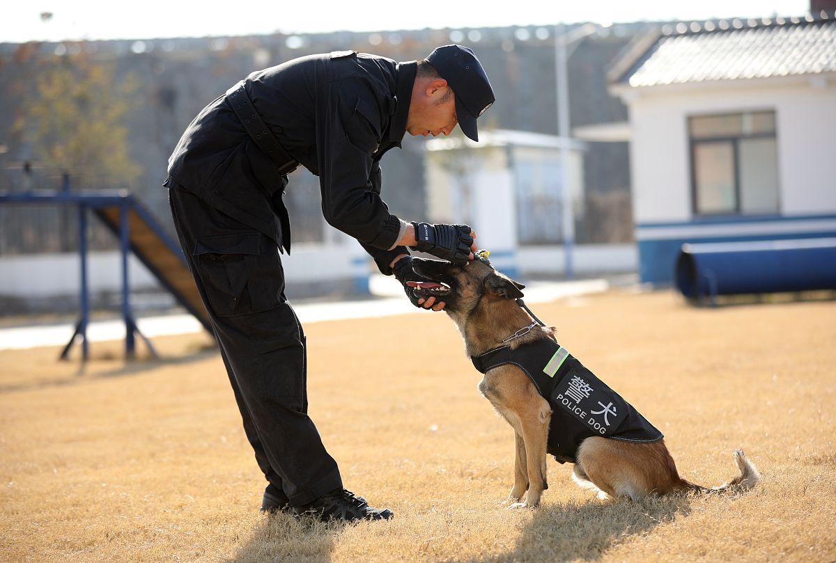 搜救犬如何应对废墟搜救中的应激反应？训犬师有哪些安抚方法？
