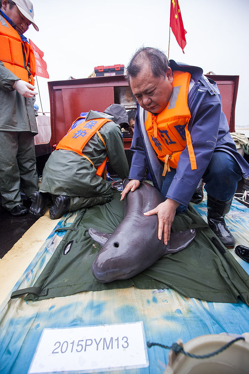 岳阳县东洞庭湖渔政监察执法局护渔员周界武：江豚也多了水也清了看到这些变化心里真的很高兴。论文3000字