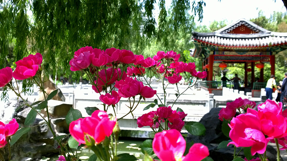 月季花开败了怎么修剪会好看400字