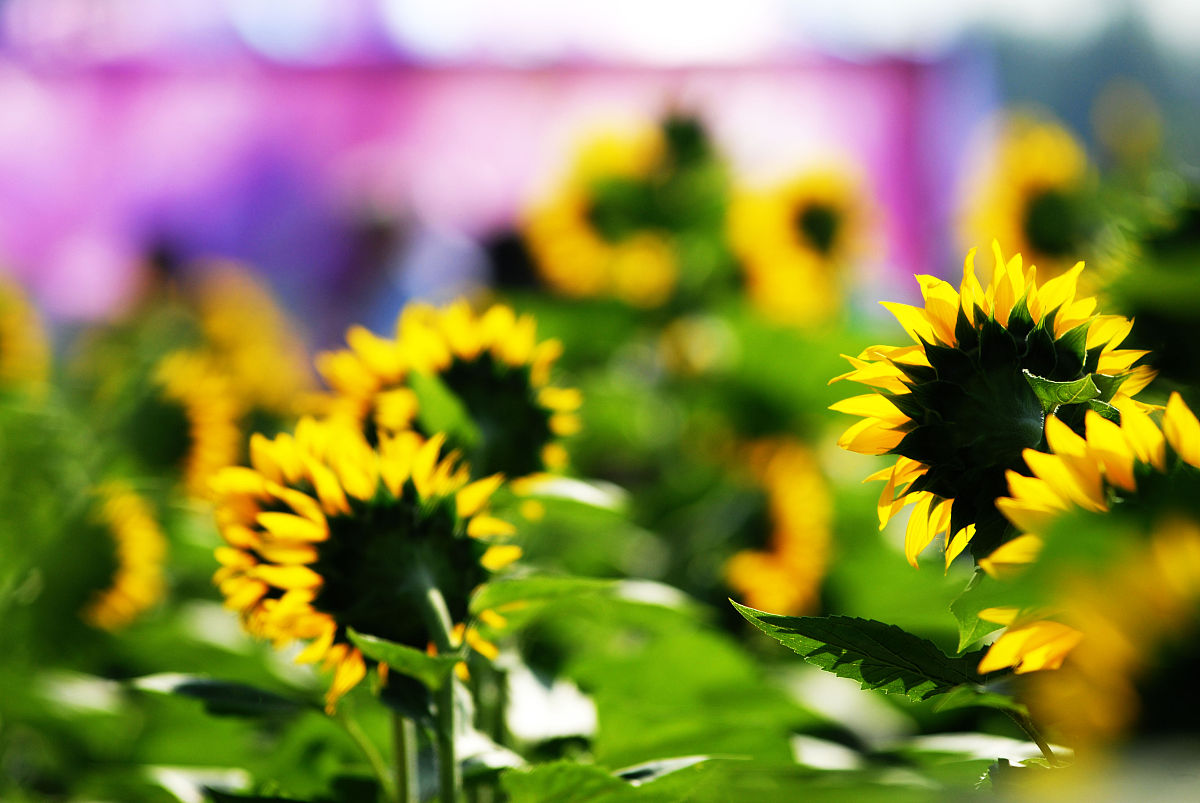 四川盐业学校2023年专业设置：盐业、环保、农业、旅游等多元选择