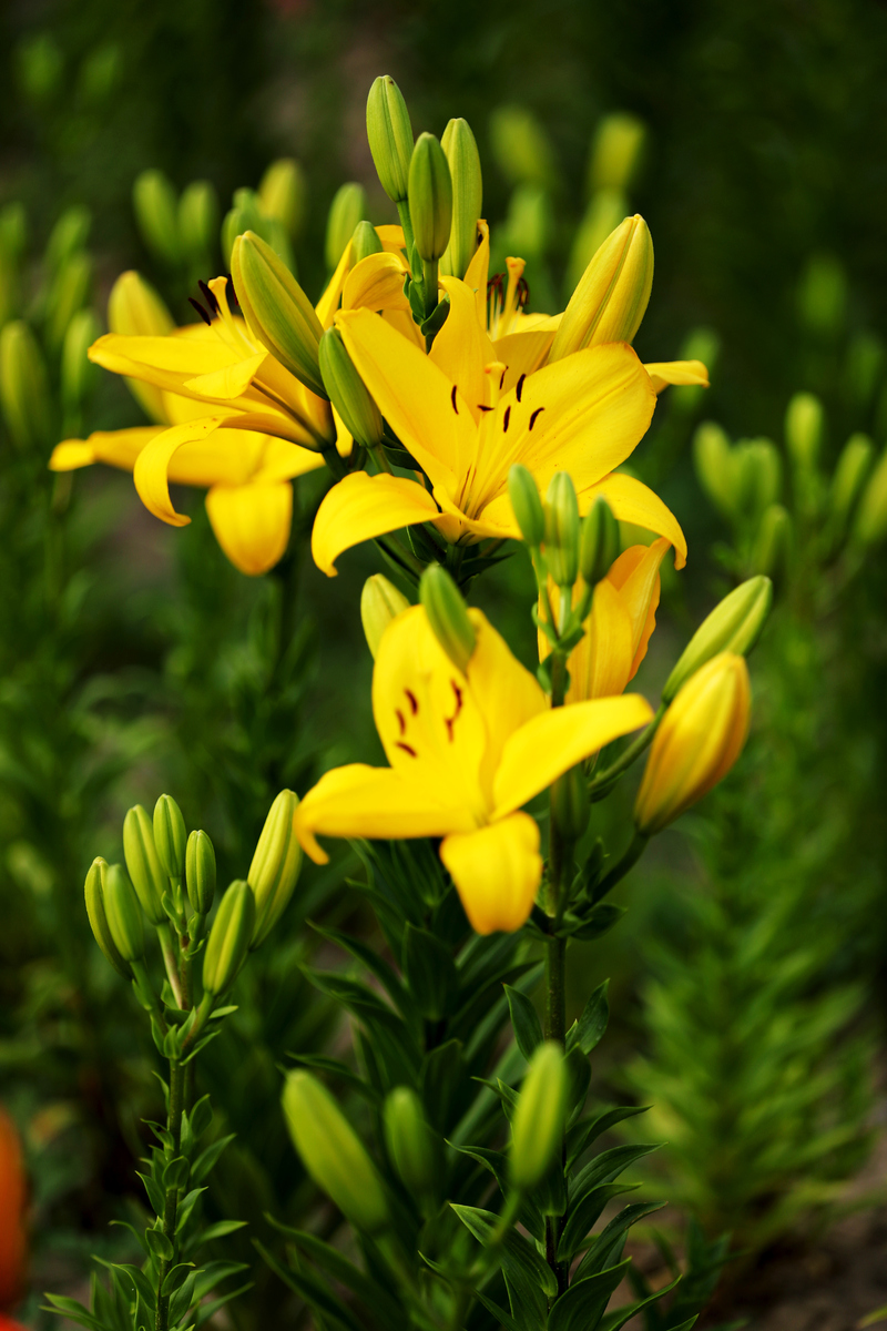 黄花开花了可以吃吗