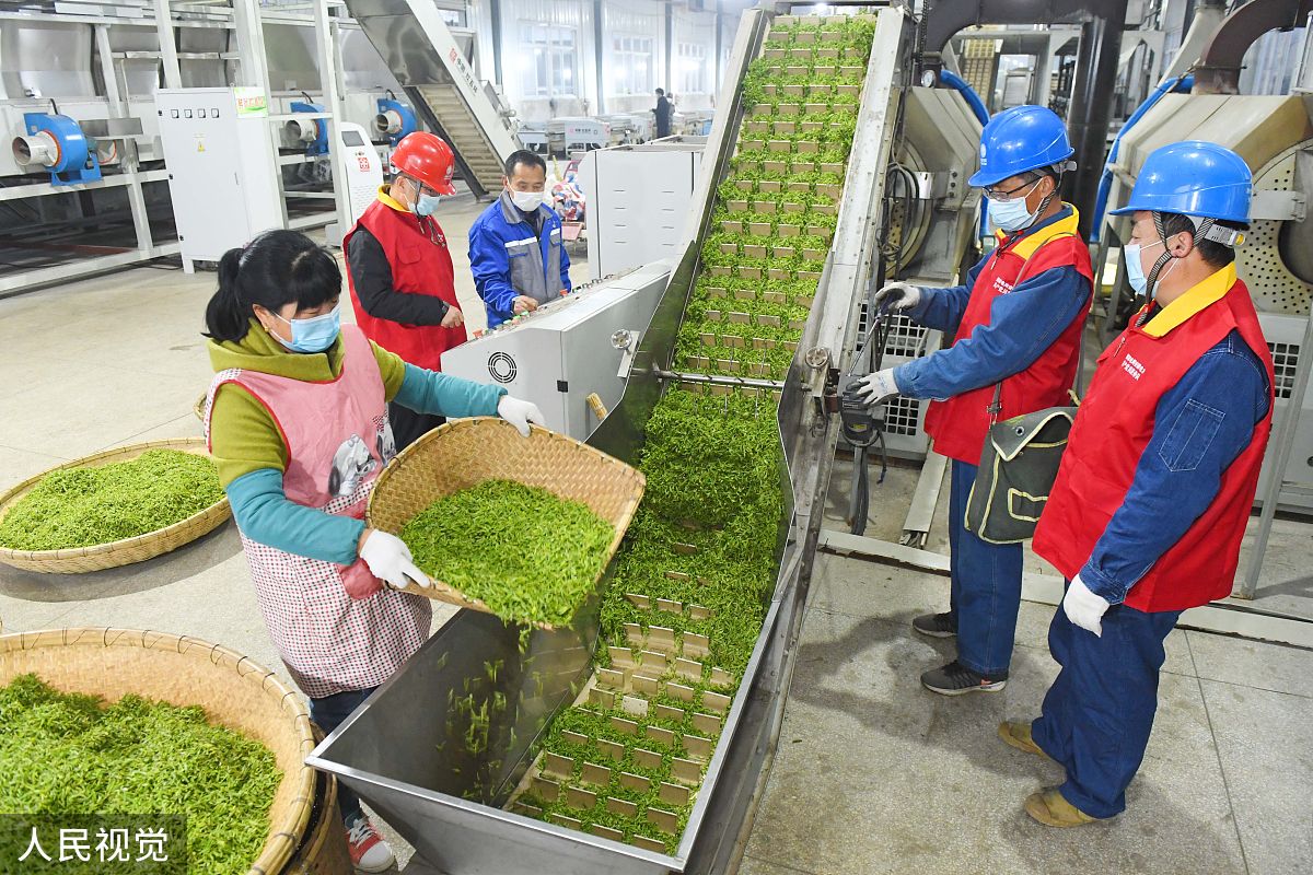 茶叶生产与加工专业就业前景