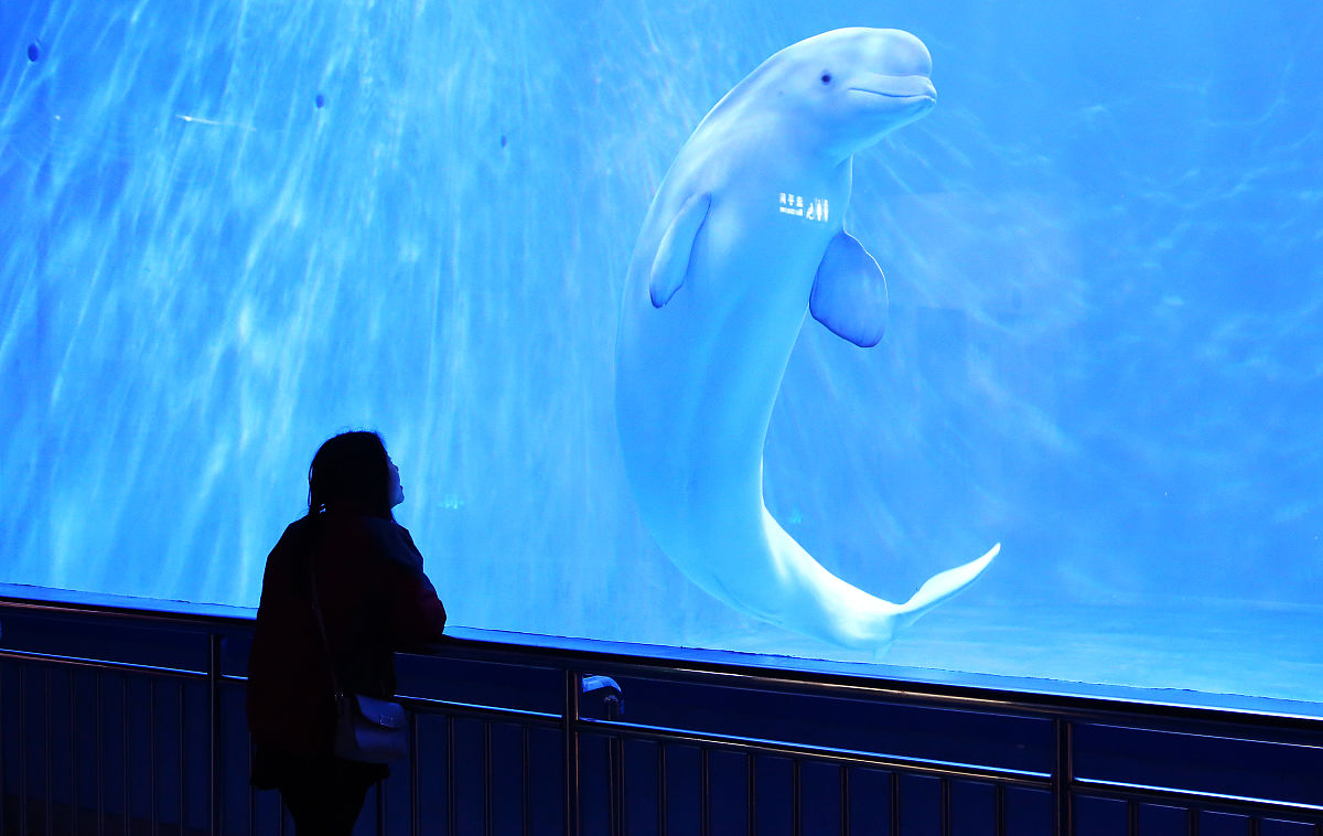 难忘的海豚表演：一次奇妙的动物园之旅