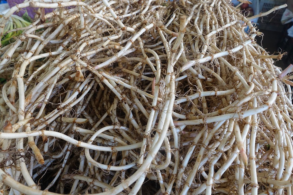 干鱼腥草煮水喝的功效与作用 - 清热解毒、利尿消肿、抗菌消炎