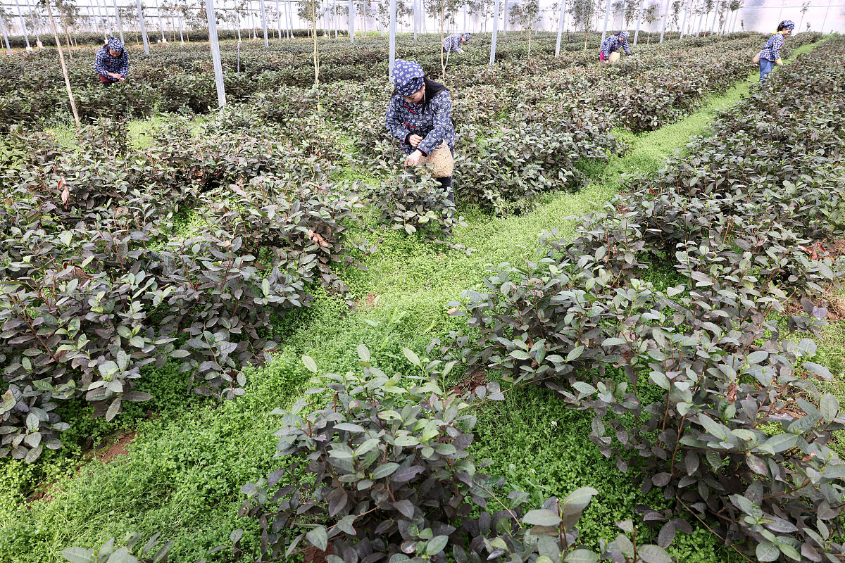 牡丹地下病虫害防治技术研究综述