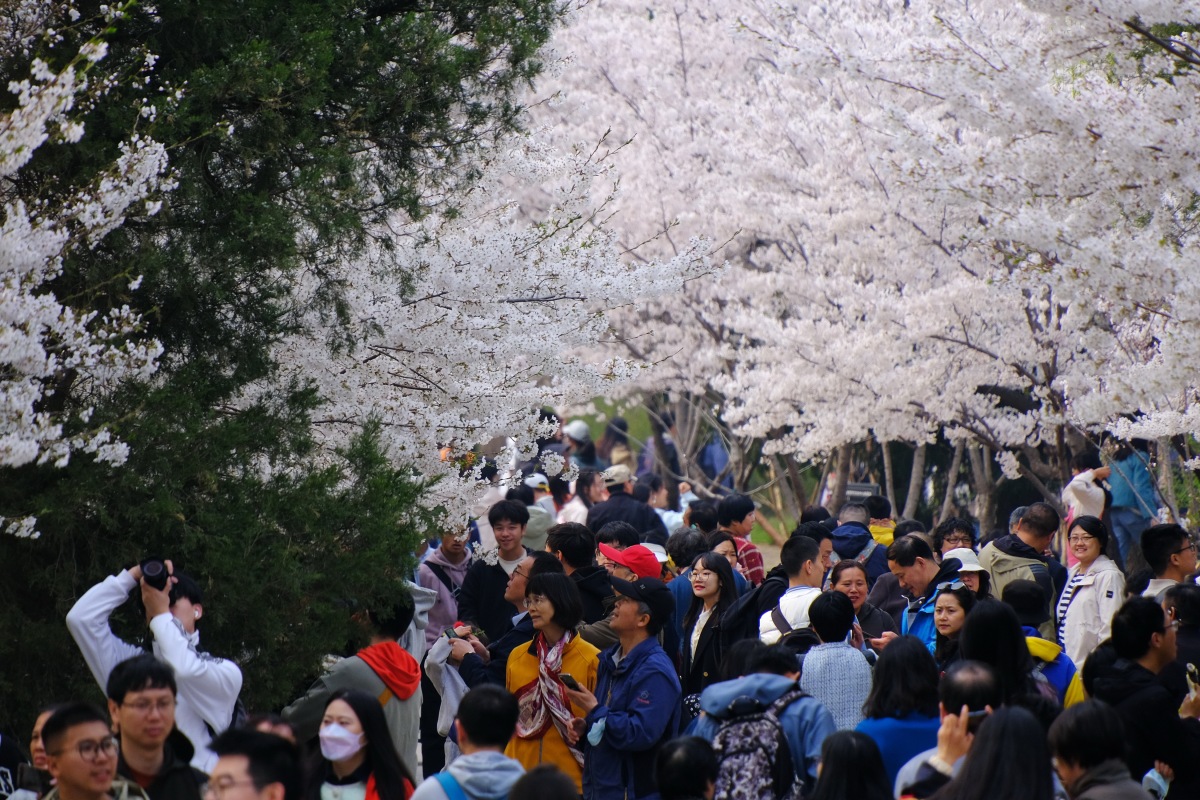 樱花盛开，日本三月游客人数刷新纪录，背后的深层原因你知道吗？