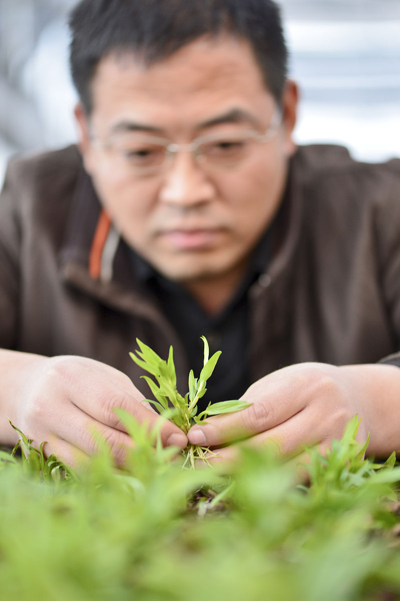 2014年12月12日,四川内江,铁皮石斛种苗.生物科技相关资料配图