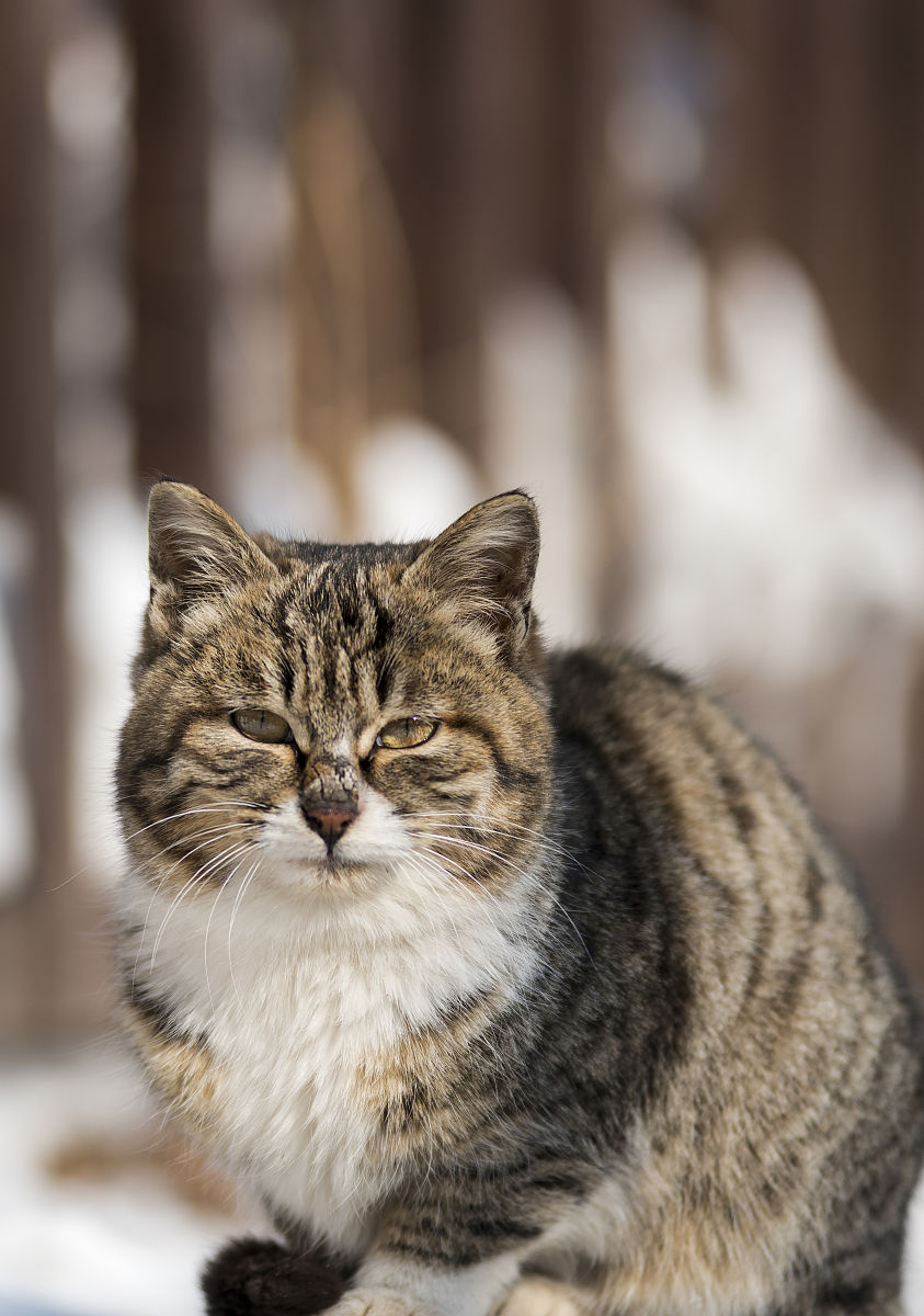1200字关于中国特有的狸花猫有多强大？
