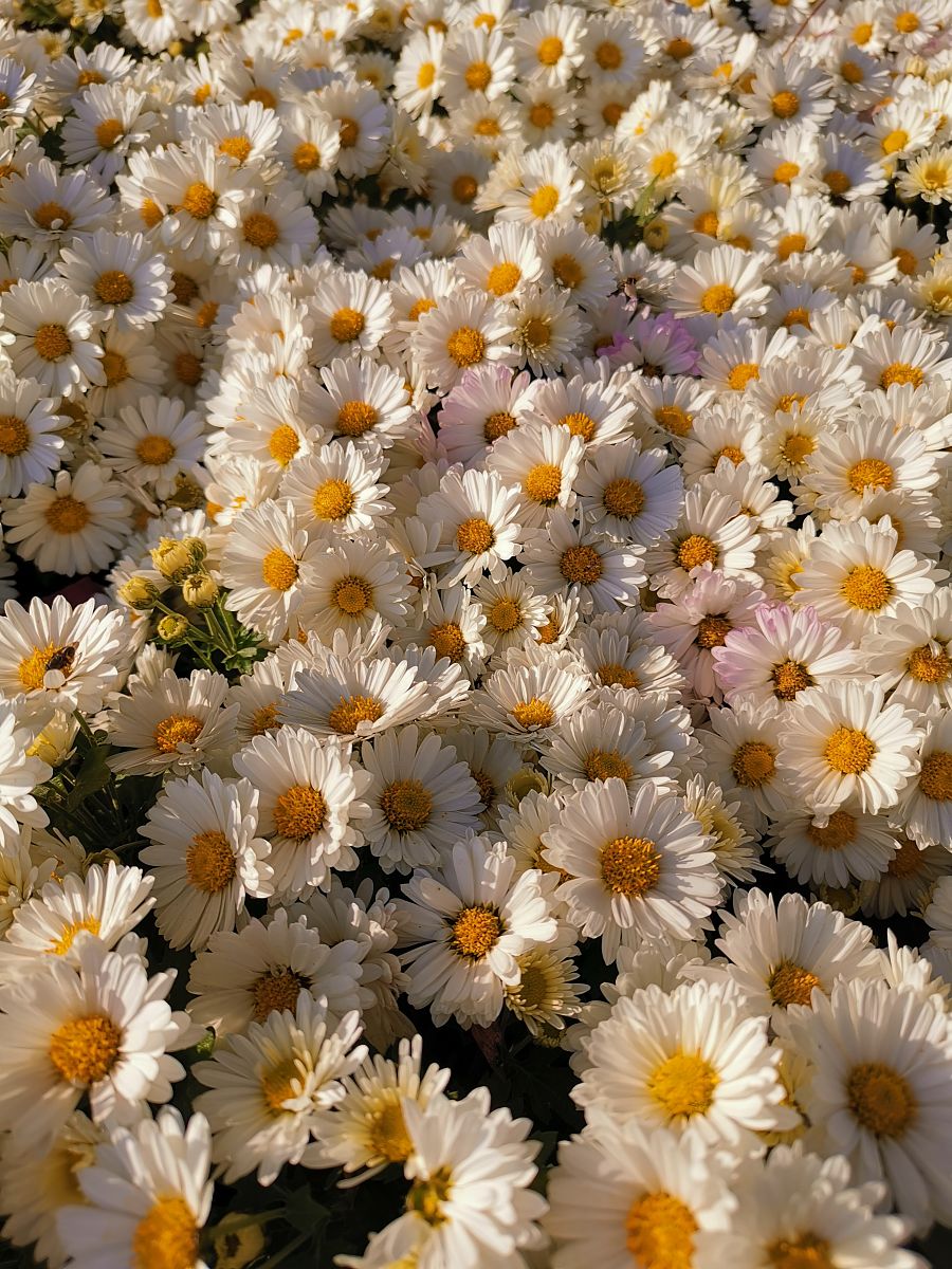 Chrysanthemum: The English Word for 菊花
