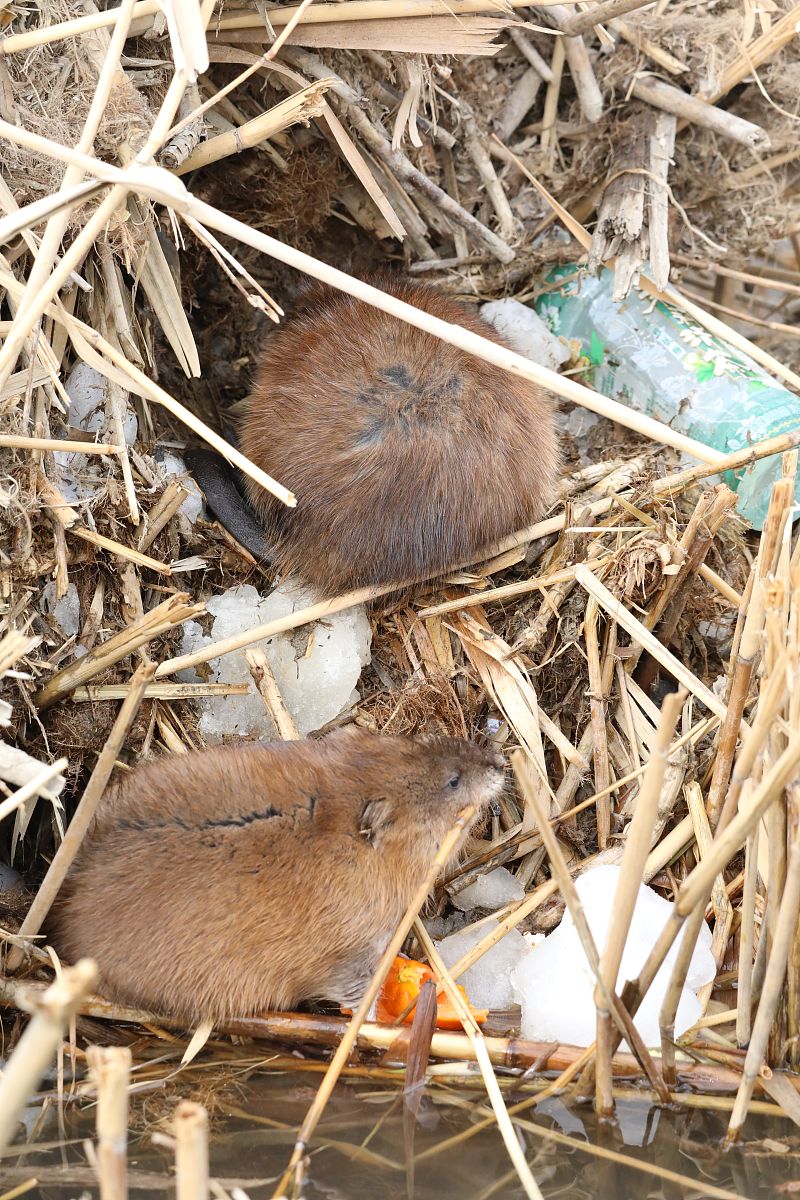 黄皮耗子是如何赚钱的