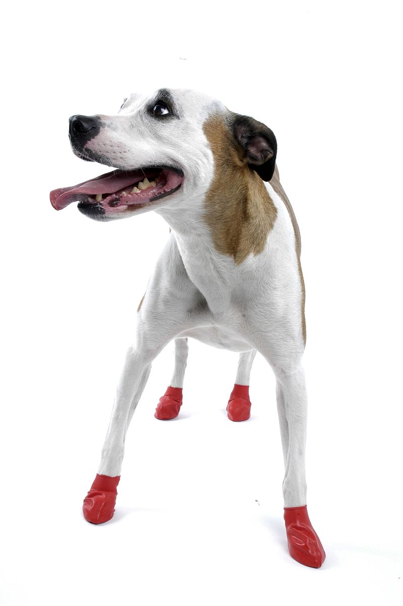 2011年7月12日消息,近日一款名为pawz的"狗仔鞋"在欧美爱犬一族中热卖