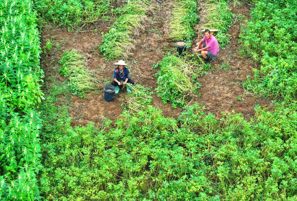 请整理下面这句话及华等15研究表明丹参栽培应选择地势平坦、阳光充足、土层深厚、土壤肥沃的地块为好选好地块后要把土壤深翻35 cm以上在种植前需要再翻耕1次然后根据地块情况做高畦或平畦最后做好排水沟。繁殖方法包括分根繁殖、芦头繁殖、扦插繁殖和种子繁殖。种植丹参之前需要再旋地1次。及华等15研究还表明结合整地施肥后旋地1次。然后根据地块情况做高畦或平畦最后做好排水沟。