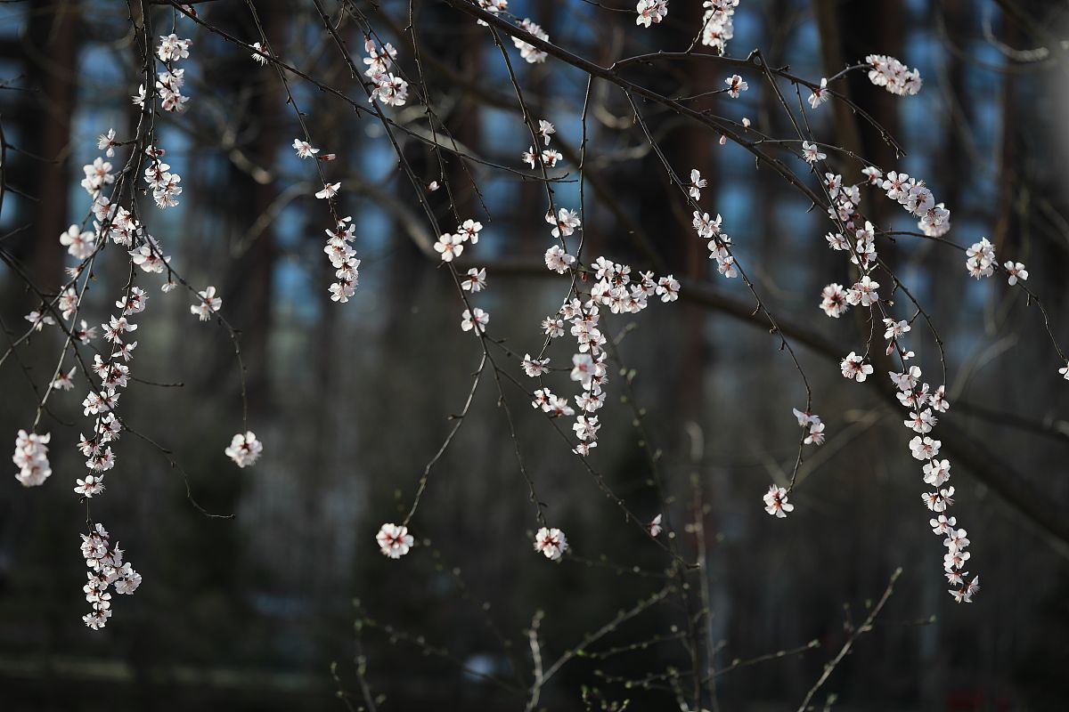 春日诗词鉴赏：梨花淡白柳深青，人生难得几清明