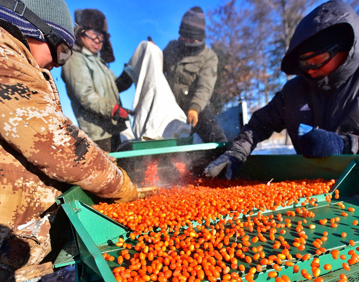 鼎鑫沙棘果片的食用方法有哪些？