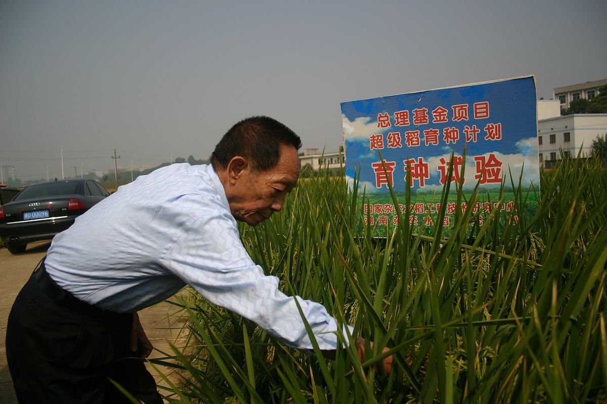 横山县水稻病虫害防治现状及对策建议