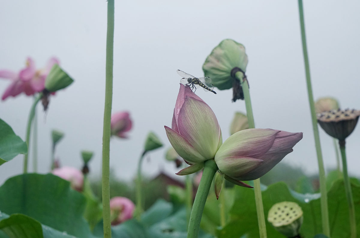 2021年7月1日,浙江武义柳城畲族镇十里荷花物种园里,并蒂莲有的含苞欲