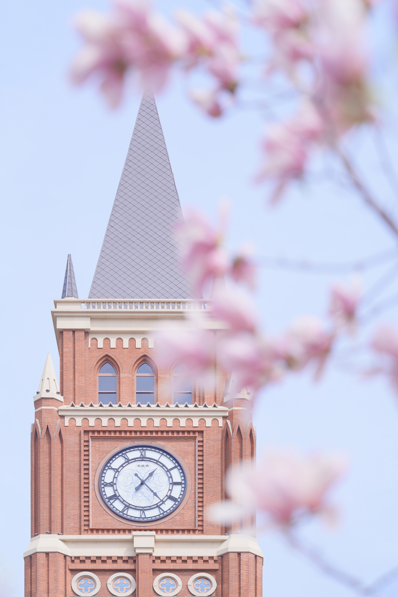 2026年3月27日,天津,五大道风景区玉兰进入盛花期,道,