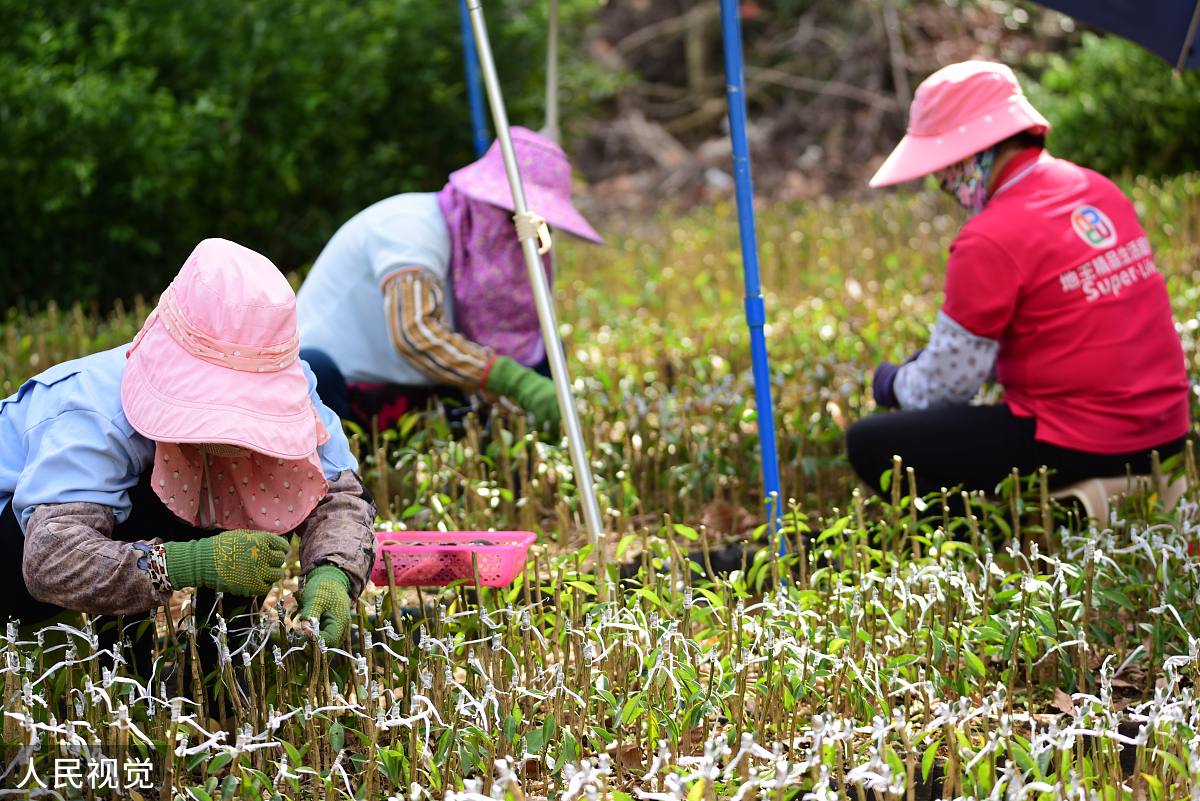 临沧市农业学校中草药栽培专业如何好学吗