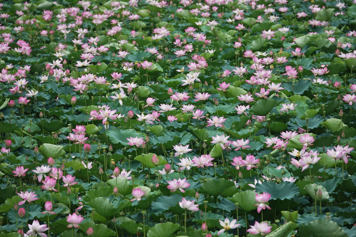 百子莲种植方法和时间：春季、夏季最佳，轻松打造水生美景