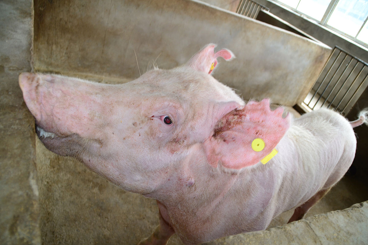 如何解决猪脓包问题