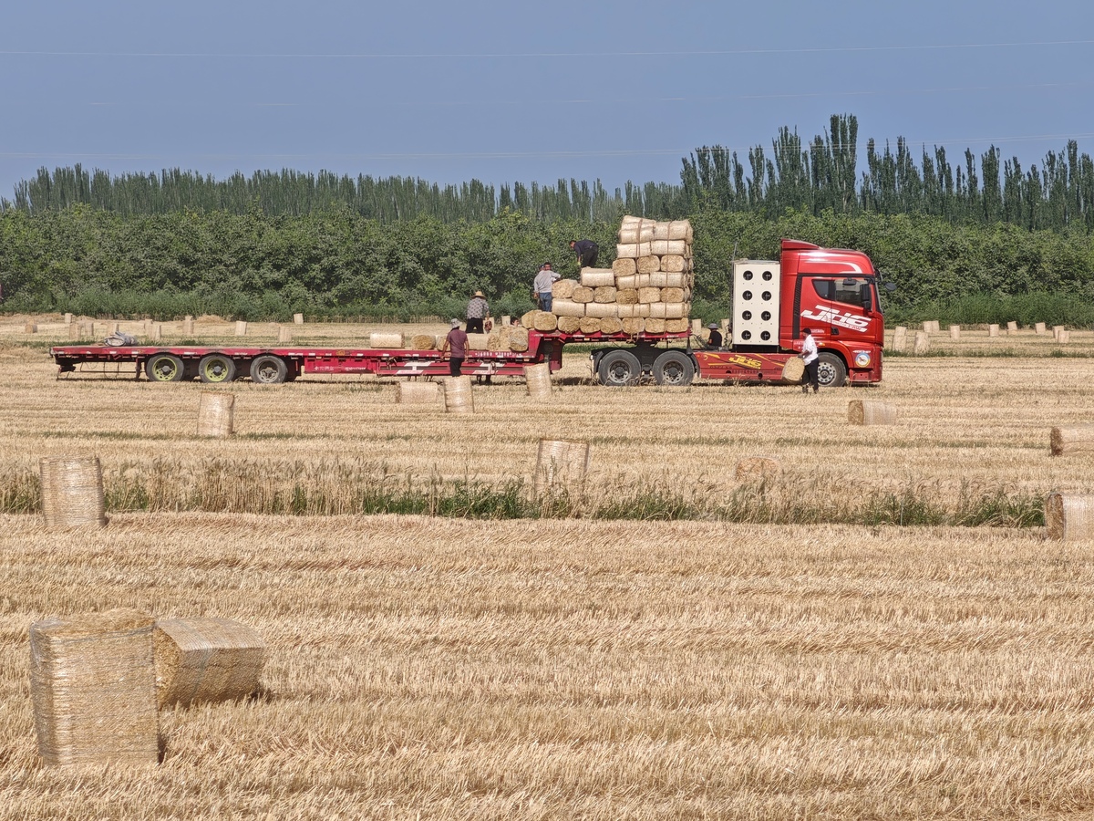 首字母大写讲下列文字翻译成英文：新疆农产品型电商与果农收入的关系研究