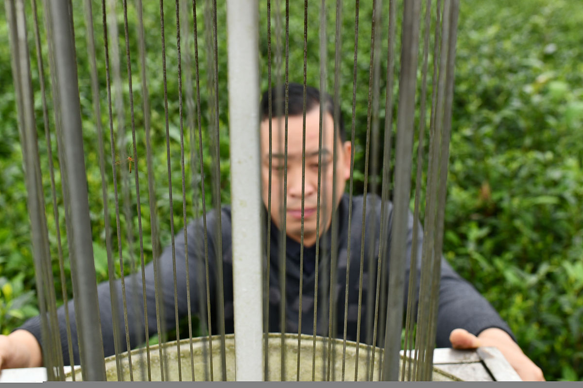 杀虫灯近灯区虫害防治：优化策略与技巧