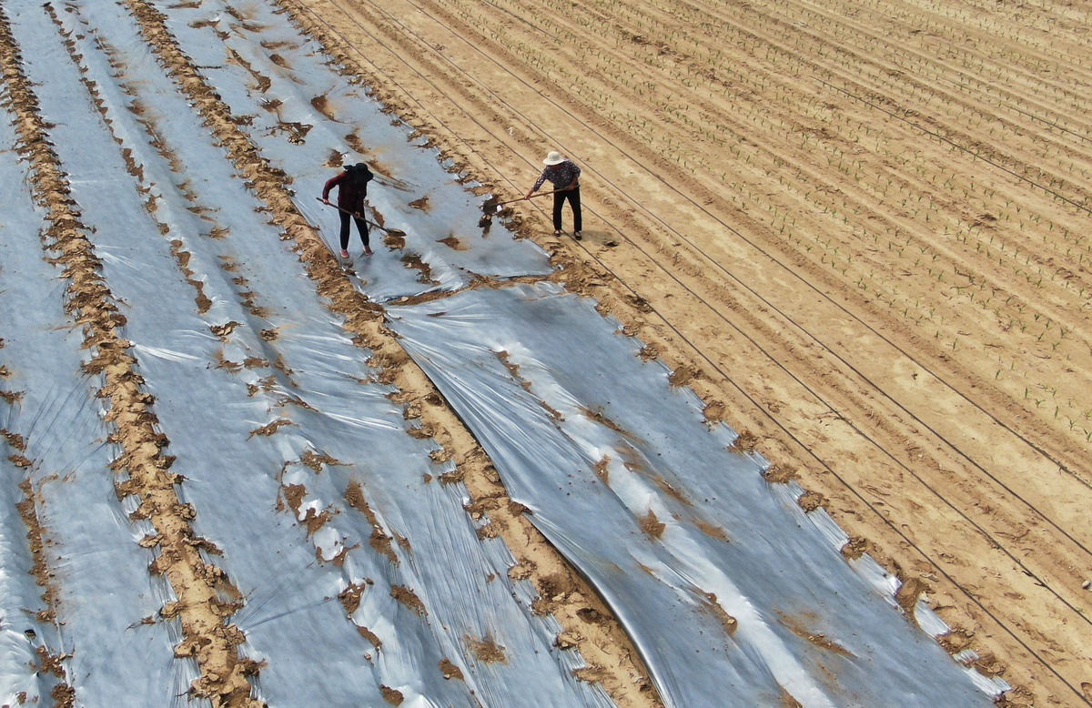 下雨后铺地膜？看这几点就懂了！