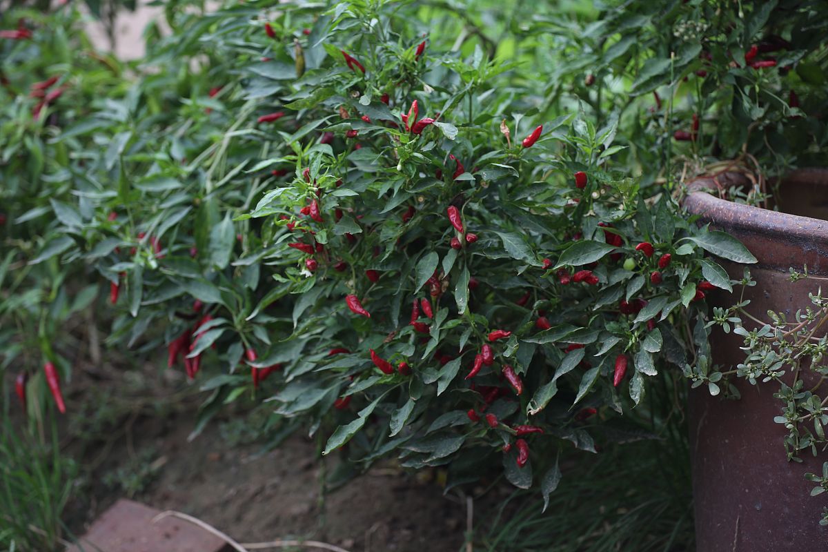 朝天椒种植怎么才能多结果