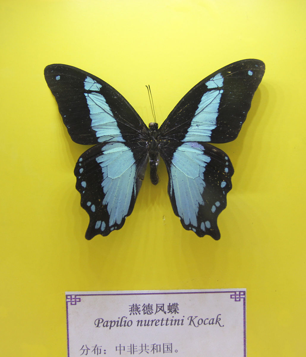 蝴蝶比为什么是极品