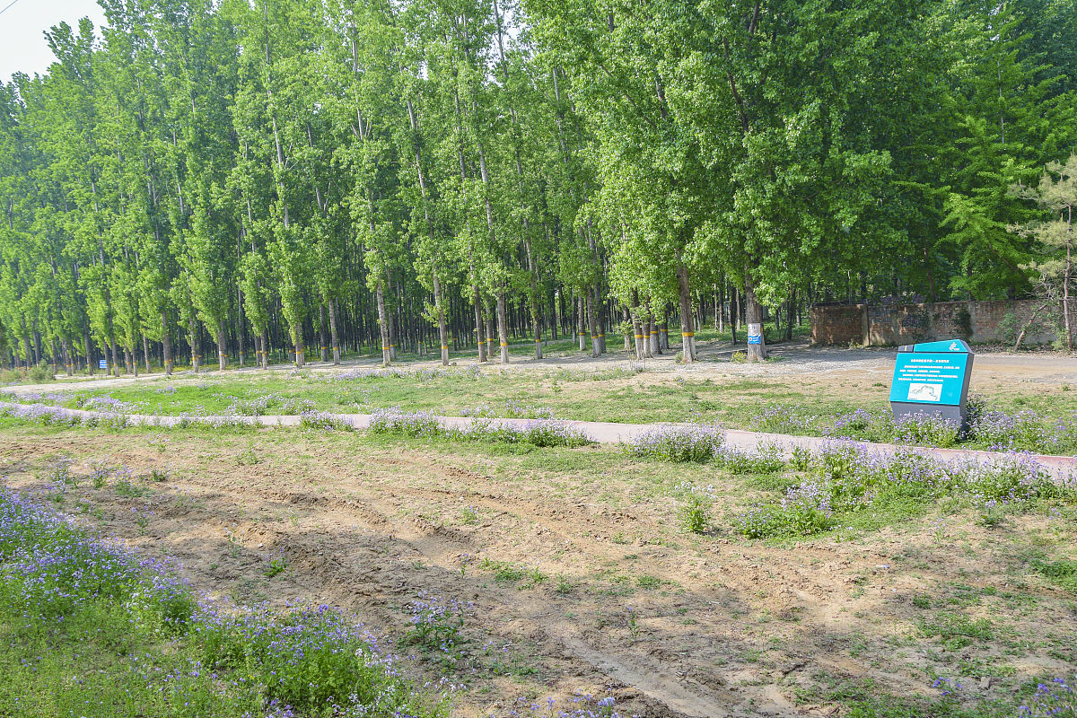 防风林养护标准：科学管理，确保生态效益