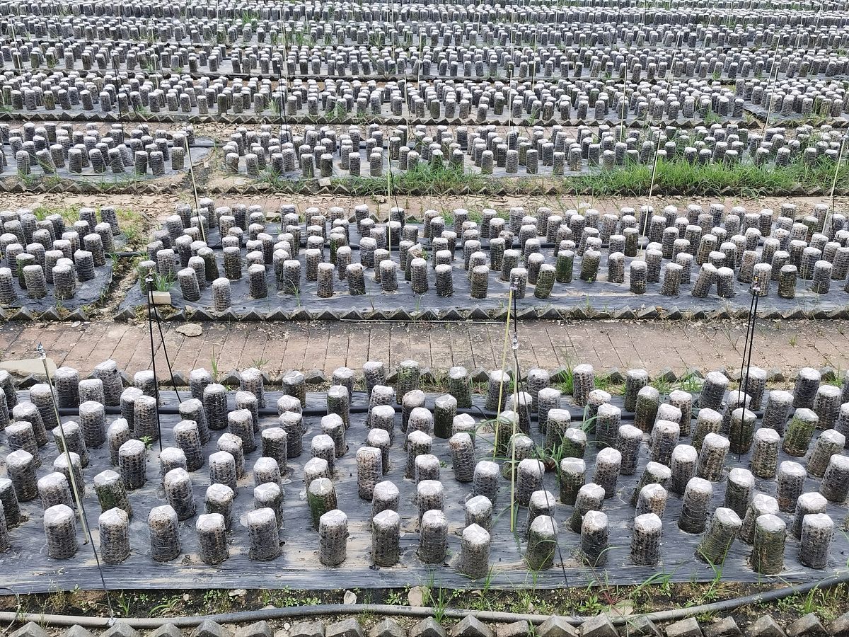 东宁西藏木耳种植项目：优势、品质和市场需求