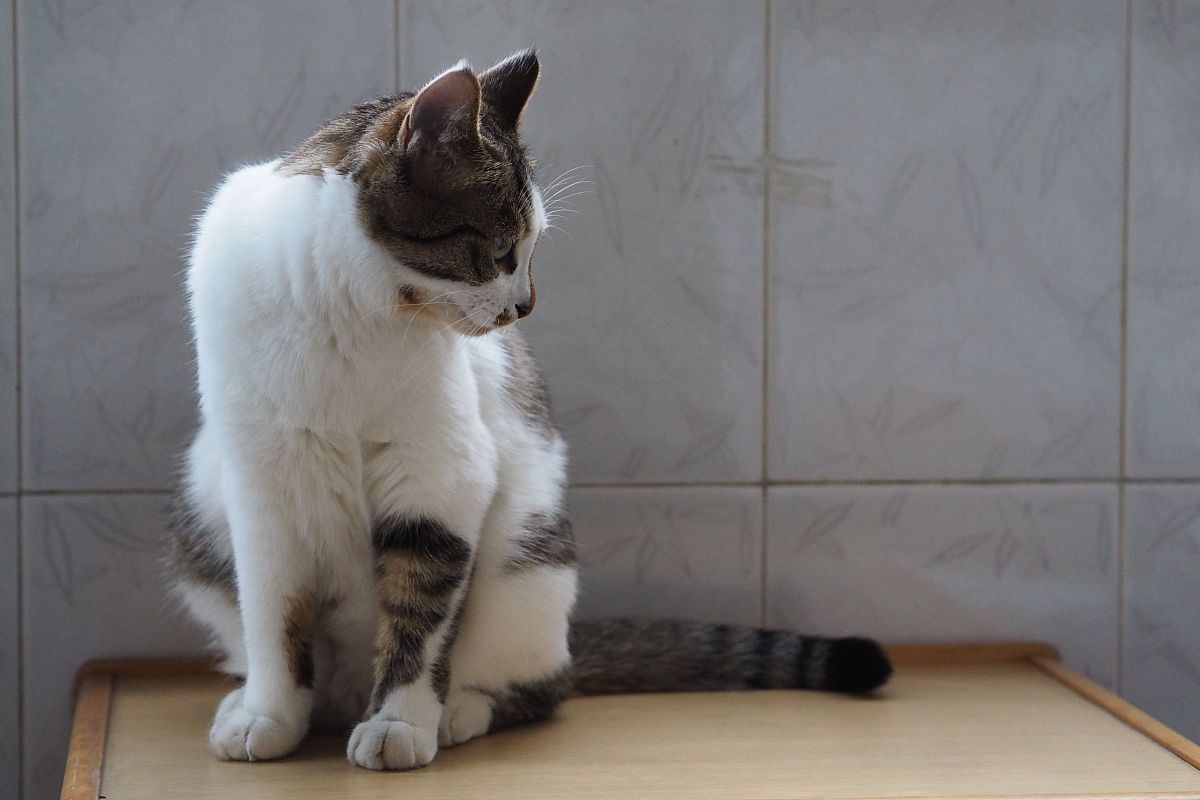 扮演一名猫咪主人的口吻写篇字数不少于800字猫咪进攻前为何总要扭屁股？解密猫咪独特的攻击方式！的文章要有和读者互动语句重新编写个标题