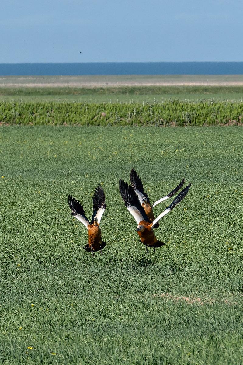 绿绿海水任他游大地草原是我家