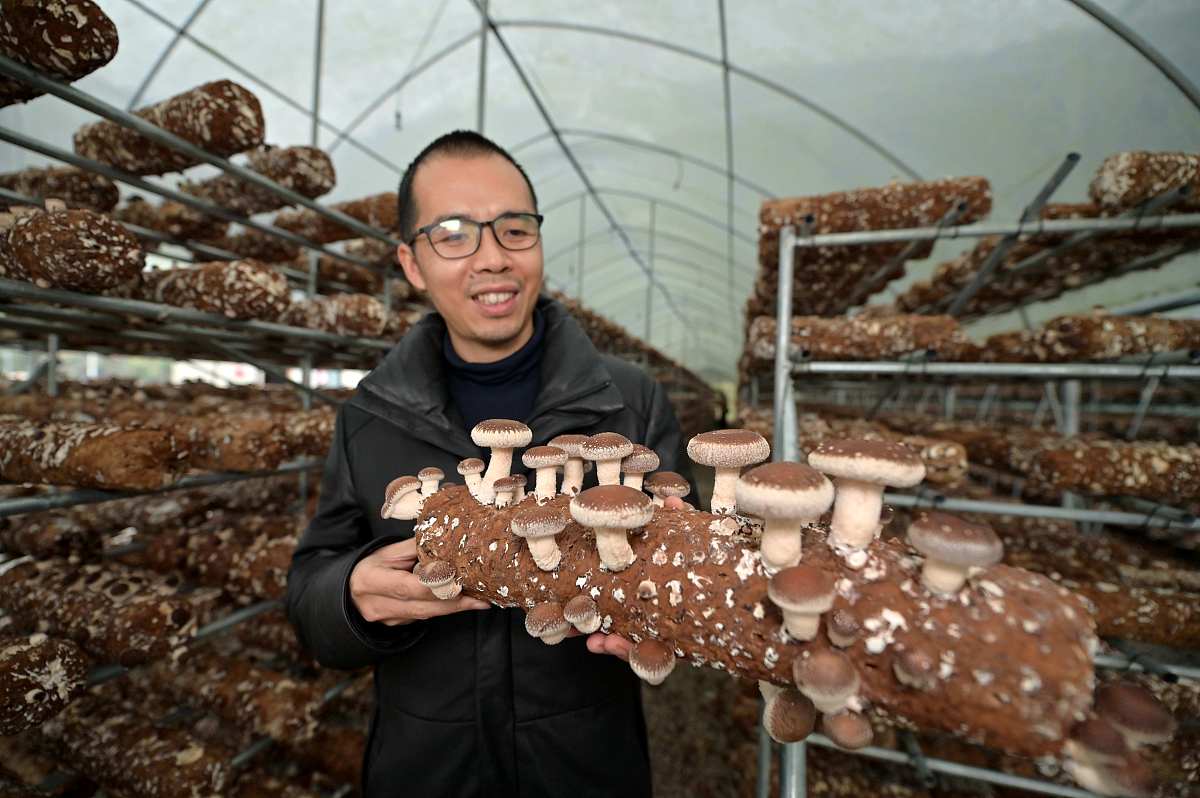 香菇对温度敏感的原因及影响